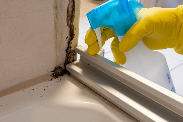 Best Industrial Mold Remediation in Sutton, NE